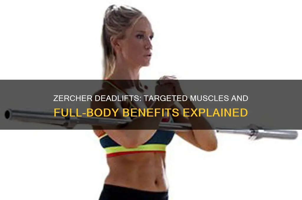 what muscles do zercher deadlifts work