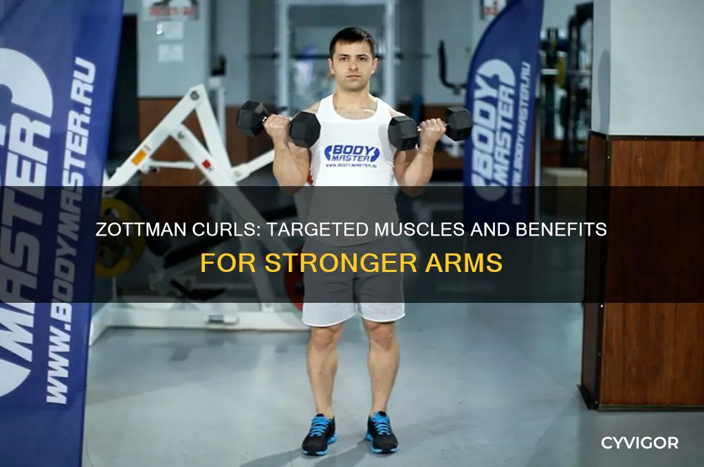 zottman-curls-targeted-muscles-and-benefits-for-stronger-arms-cyvigor