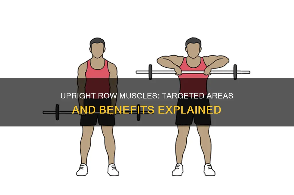 what muscles doe sthe upright row work