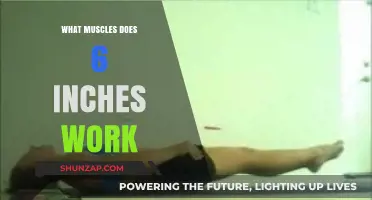 Targeted Muscles Engaged in the 6-Inch Exercise: A Comprehensive Guide