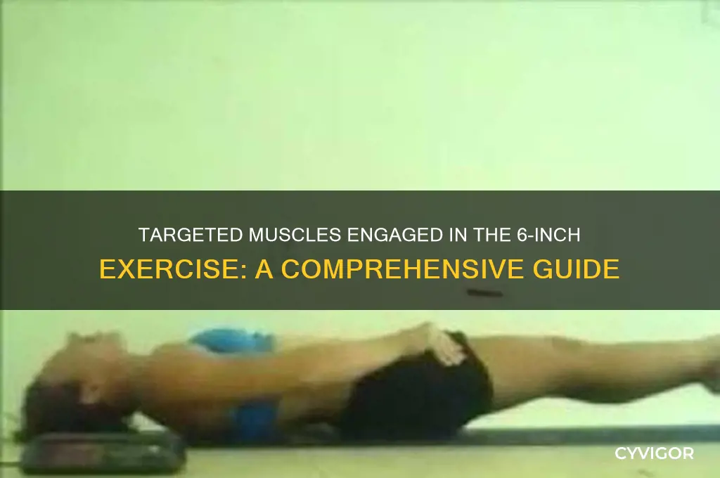 what muscles does 6 inches work