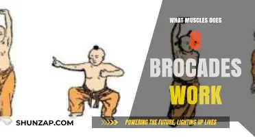 Brocades Benefits: Muscles Targeted by the 8 Brocades Qigong Practice