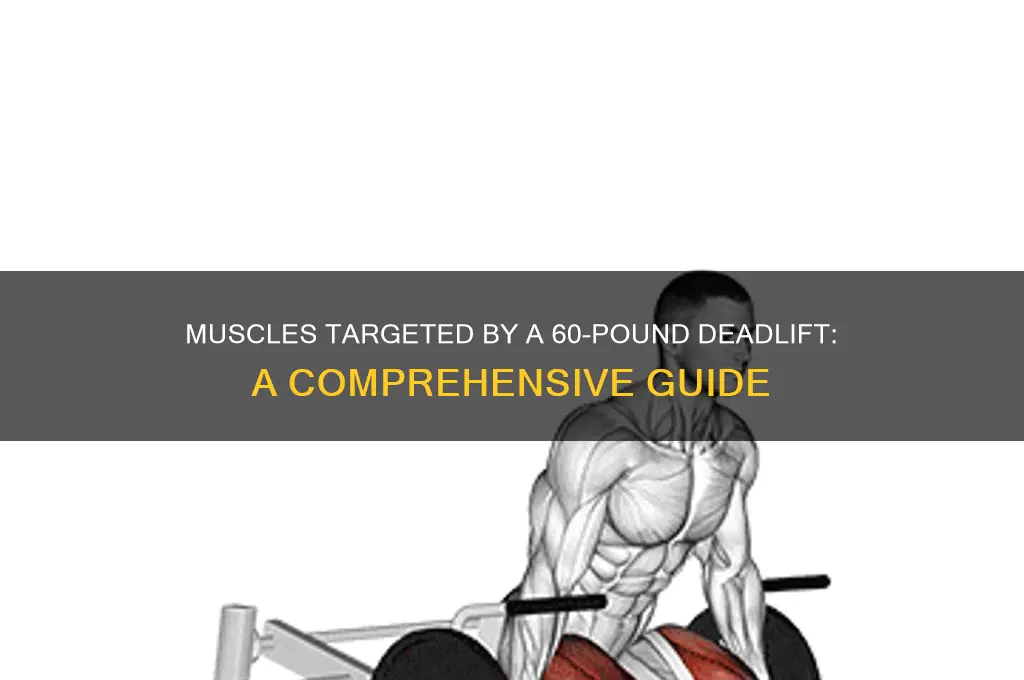 what muscles does a 60 lb deadlift work