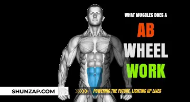 Ab Wheel Workout: Targeted Muscles and Core Strengthening Benefits