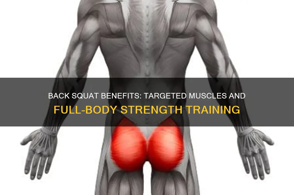what muscles does a back squat work