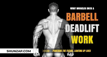 Barbell Deadlift Muscles: A Full-Body Strength Training Breakdown