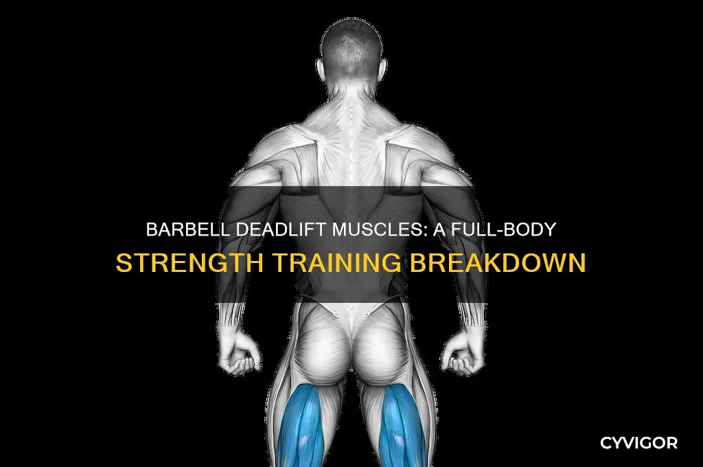 what muscles does a barbell deadlift work