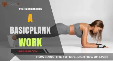 Plank Power: Muscles Targeted by the Basic Plank Exercise