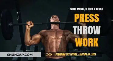 Bench Press Breakdown: Muscles Targeted and Strengthened Explained
