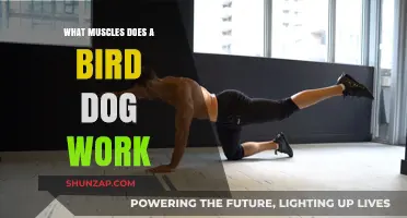 Bird Dog Exercise: Target Muscles and Core Benefits Explained