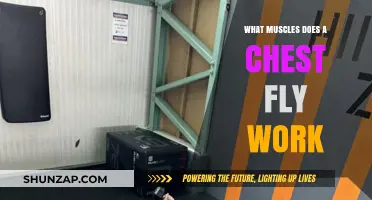 Chest Fly Muscles: Targeted Benefits and Workout Techniques Explained