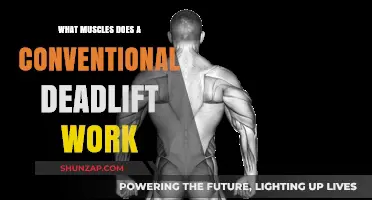 Conventional Deadlift Muscles: Targeted Groups and Full-Body Benefits Explained
