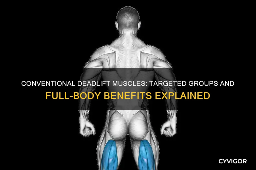 what muscles does a conventional deadlift work