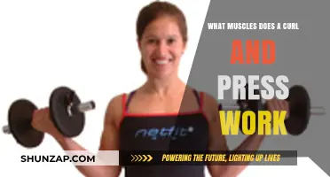 Curl and Press: Targeted Muscles for Strength and Definition Explained