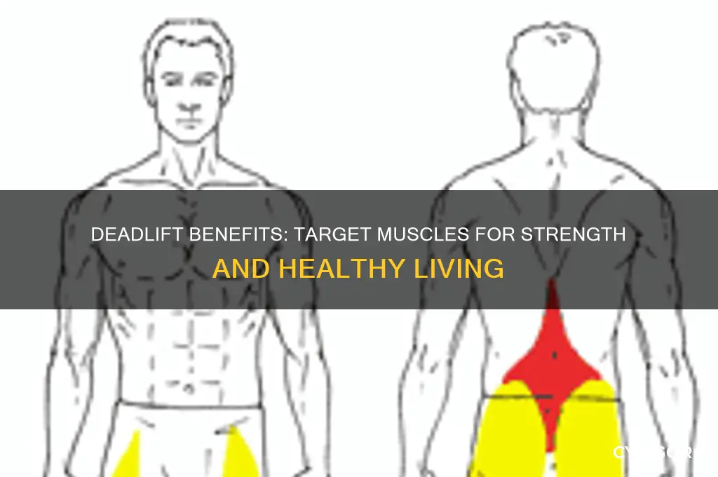 what muscles does a deadlift work out healthy livinghealthy living