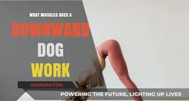 Downward Dog Benefits: Targeted Muscles and Full-Body Strengthening Explained