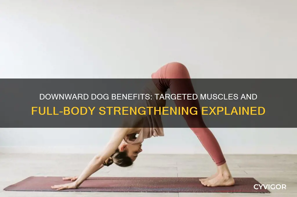 what muscles does a downward dog work