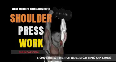 Dumbbell Shoulder Press: Targeted Muscles and Strength Benefits Explained