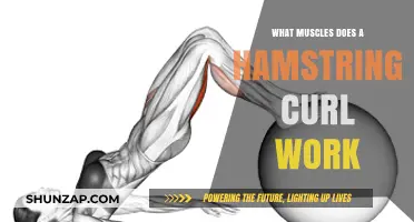 Hamstring Curl Benefits: Targeted Muscles and Strength Training Explained