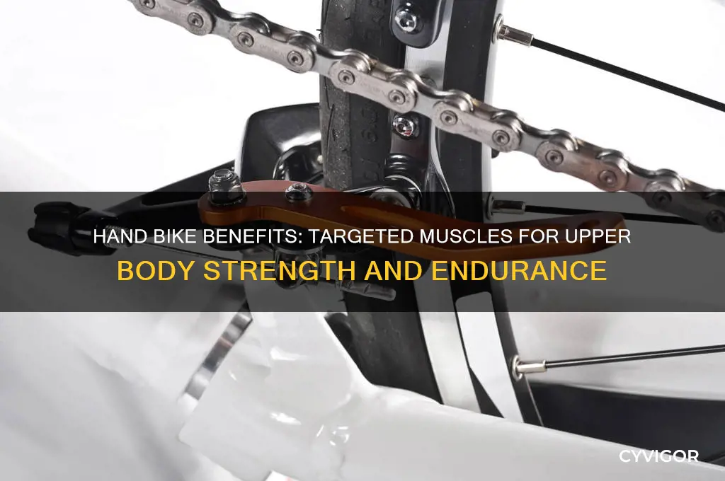 what muscles does a hand bike work