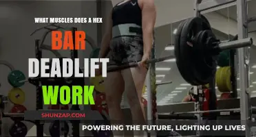 Hex Bar Deadlift Muscles: Targeted Groups and Benefits Explained