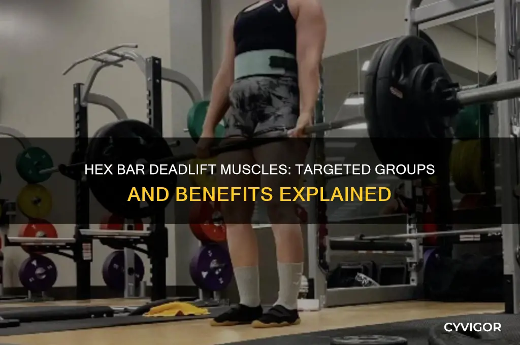 what muscles does a hex bar deadlift work