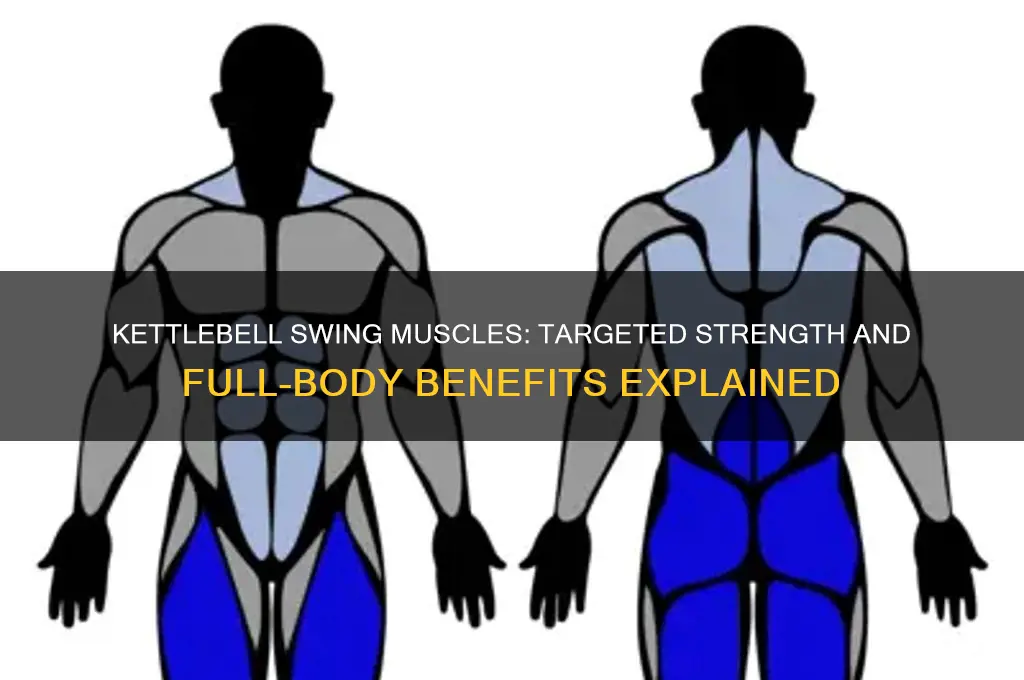 what muscles does a kb swing work
