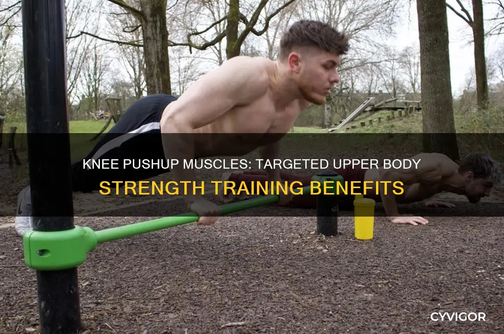 what muscles does a knee pushup work