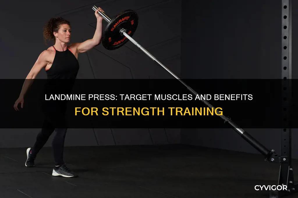 what muscles does a landmine press work