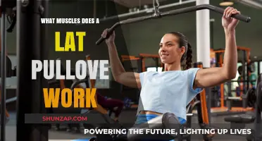 Lat Pulldown Muscles: Targeted Back, Arm, and Core Engagement Explained