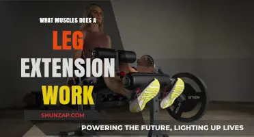 Leg Extension Muscles: Targeted Benefits and Workout Impact Explained