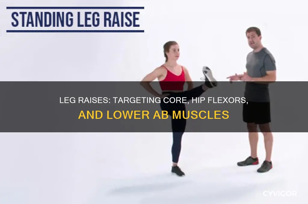 what muscles does a leg raise work