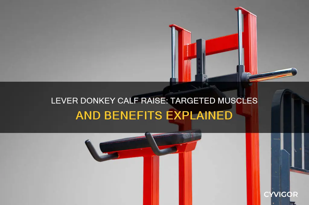 what muscles does a lever donkey calf raise work