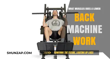 Lower Back Machine: Targeted Muscles and Strengthening Benefits Explained