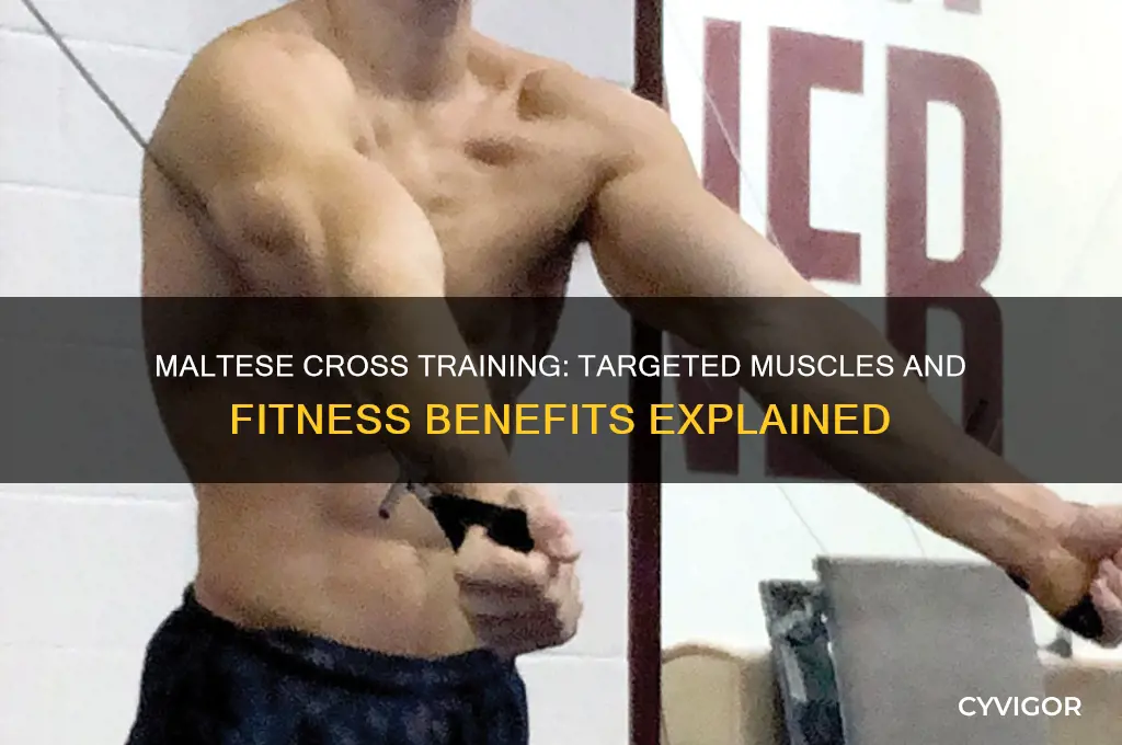 what muscles does a maltese work
