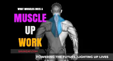 Muscle Up Mastery: Targeted Muscles and Strength Benefits Explained