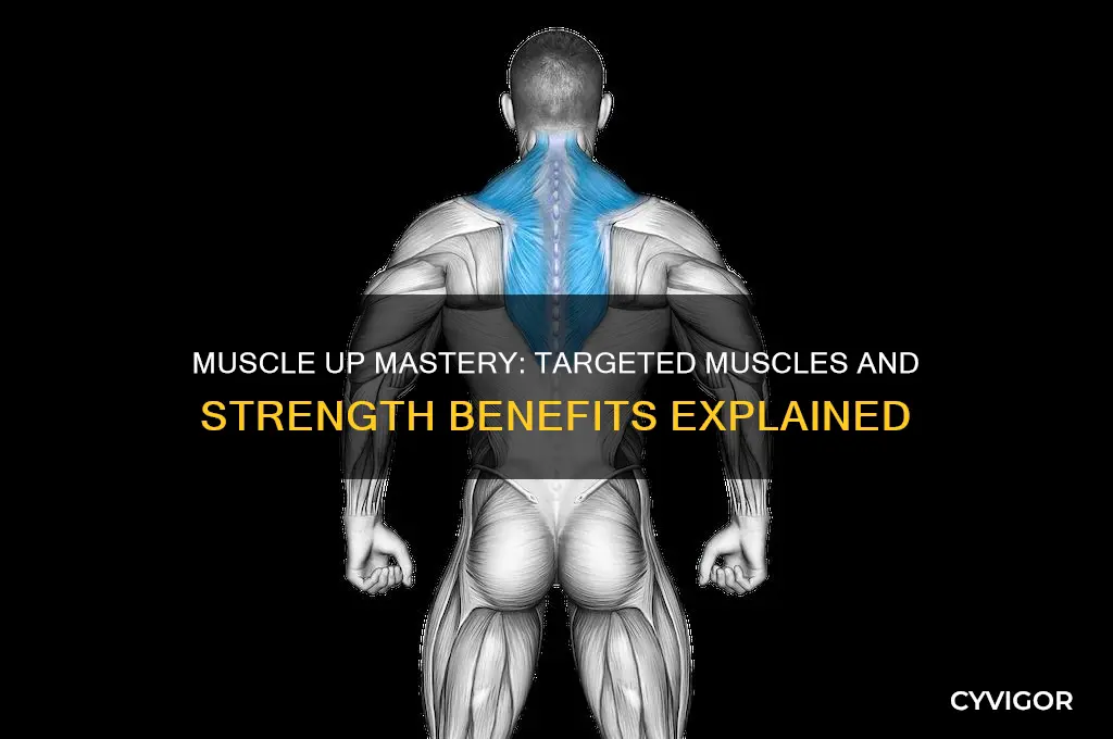what muscles does a muscle up work