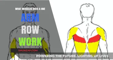 One Arm Row Muscles: Targeted Back, Arm, and Core Engagement
