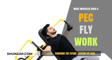 Pec Fly Workout: Targeted Muscles and Benefits Explained