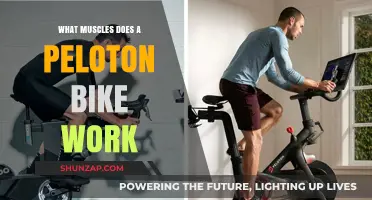 Peloton Bike Workout: Targeted Muscles and Full-Body Benefits Explained