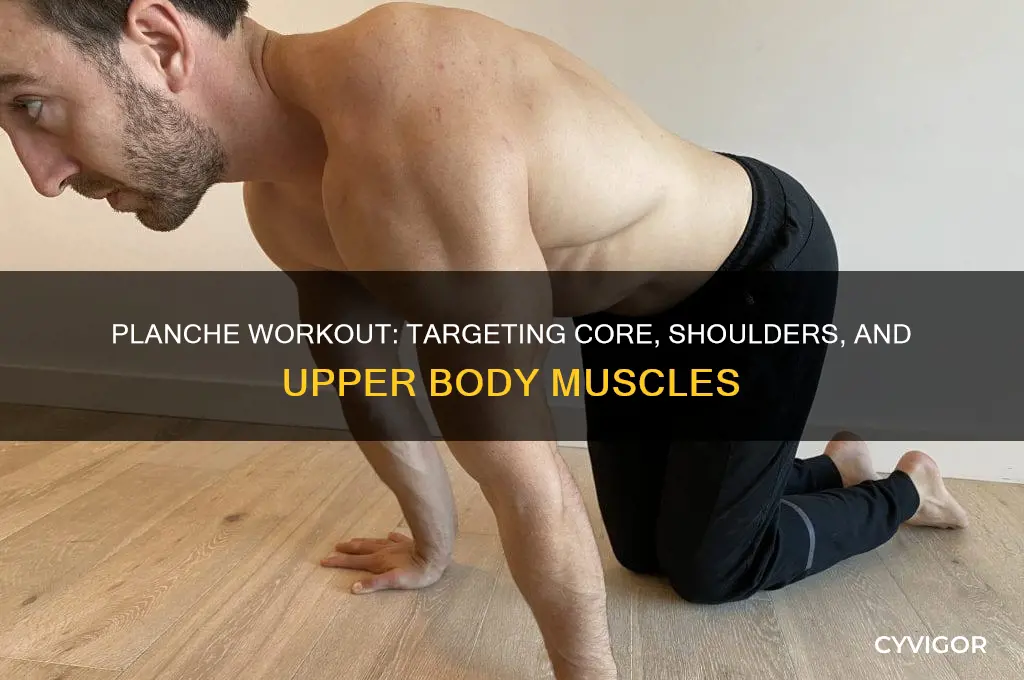 what muscles does a planche work