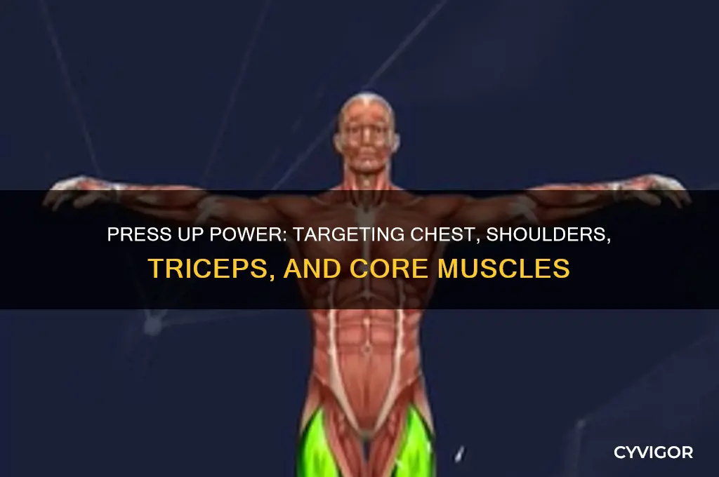 what muscles does a press up work
