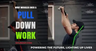 Pull Down Workout: Targeted Muscles and Benefits Explained
