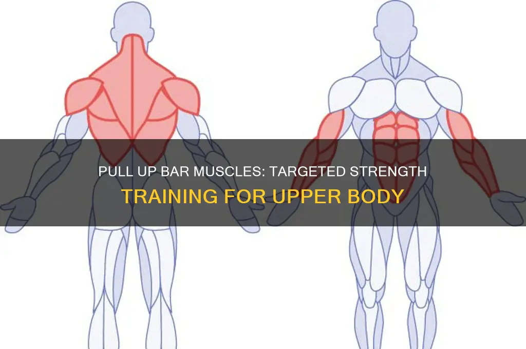 what muscles does a pull up bar work