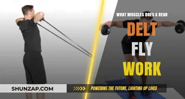 Rear Delt Fly Muscles: Targeted Benefits and Workout Techniques