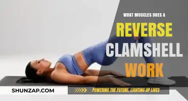 Reverse Clamshell Exercise: Target Muscles and Benefits Explained