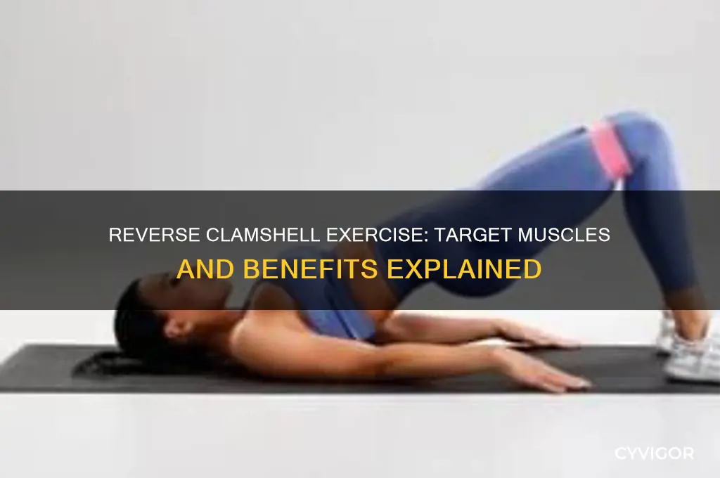 what muscles does a reverse clamshell work