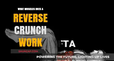 Reverse Crunch Muscles: Targeting Your Lower Abs and Core Strength