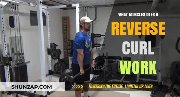 Reverse Curls: Targeted Muscles and Benefits for Stronger Arms
