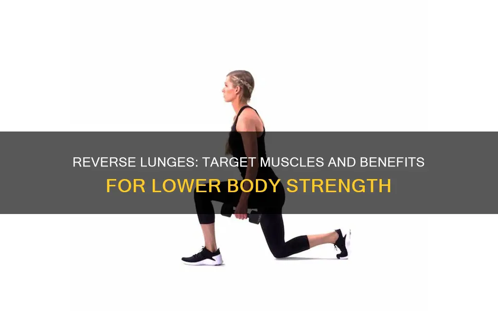 what muscles does a reverse lunge work